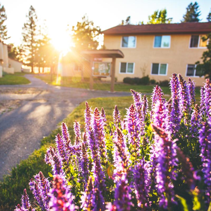 Lavender in Cabernet